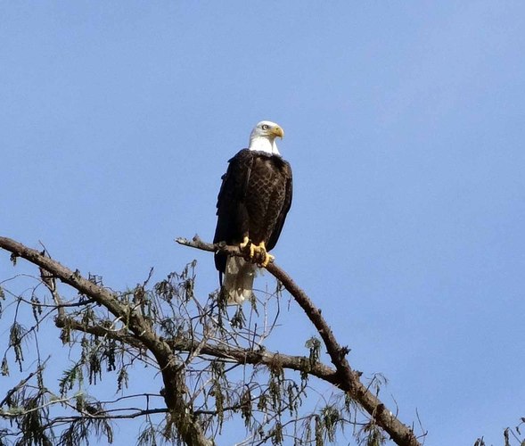 Eagle at mouth of the Econlockhatchee River near Orlando Florida with Expedition Central and Dayo Scuba