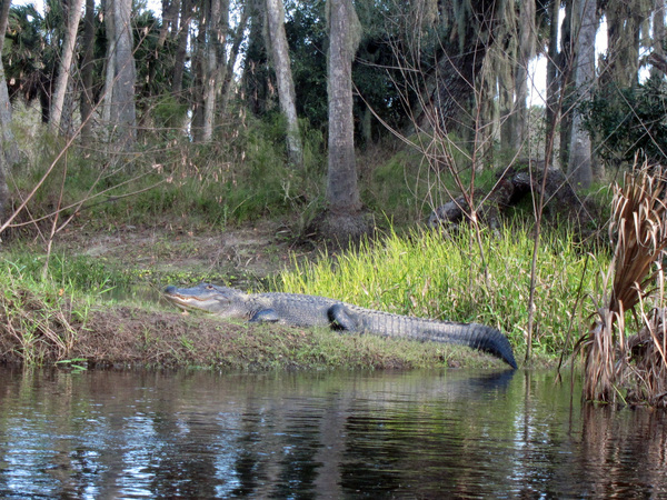 The Econlockhatchee River near Orlando Florida with Expedition Central & Dayo Scuba